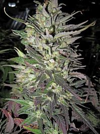 Holy Smoke Seeds Thunder Bud Haze Feminized