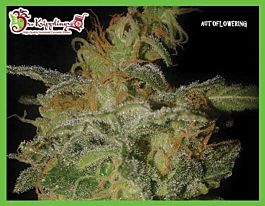 Dr Krippling The Incredible Bulk Auto Feminized