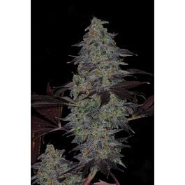 TGA SubCool Genetics Timewreck Regular