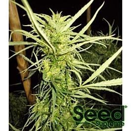 Afropips Regular Seeds Malberry Regular