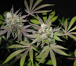 Cali Connection Tiramisu (The Gold Line) Feminized