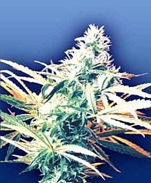 Flying Dutchmen Titans Haze Regular