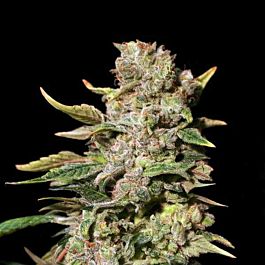 EVA Female Seeds TNT Kush Feminized