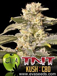 EVA Female Seeds TNT Kush CBD Feminized