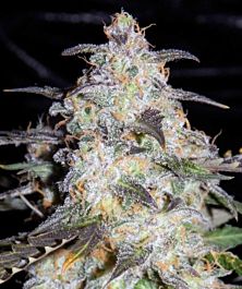 Mephisto Genetics Toof Decay Auto Feminized