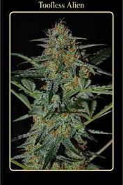 Mephisto Genetics Toofless Alien Auto Feminised