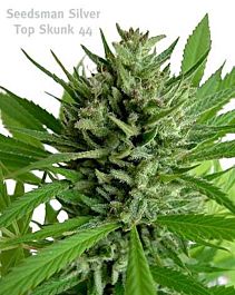 Seedsman Top Skunk 44 Feminised