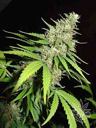 Homegrown Fantaseeds Top 44 Feminized