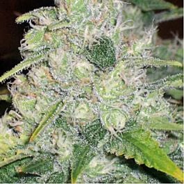 Spliff Seeds Top 44 Regular