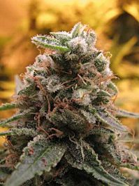 Advanced Seed Banks Auto Top 69 Feminized