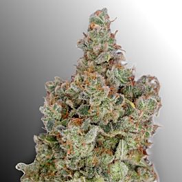 Heavyweight Seeds Total Paralysis Feminized
