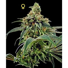 DNA Genetics Limited Collection Training Day Feminized