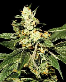 Green House Company Trainwreck Feminised