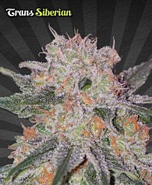 Auto Seeds Trans Siberian Automatic Feminized