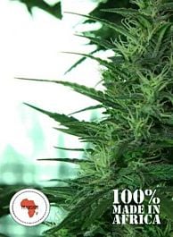 Seeds of Africa Misty Kei Regular