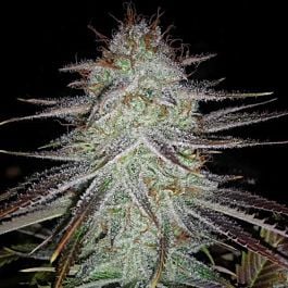 Bodhi Seeds Tree of Life Regular