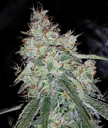 Mephisto Genetics Triangle Auto Feminized