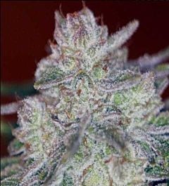 SINCITY Seeds Triple Cherry Diesel Regular