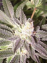 Hazeman Seeds Triple XXX Regular