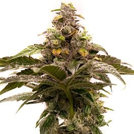Tropic Thunder Regular Cannabis Seeds - Homegrown Cannabis Co.