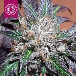 Tropical Seeds Bubbler Kush Regular