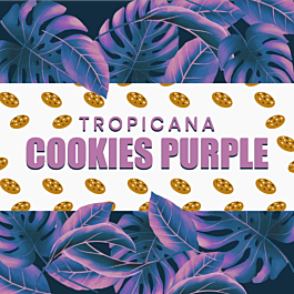 Tropicana Cookies Purple Feminized