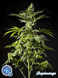 Philoshoper Tropimango Feminized