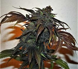 True Canna Genetics Chemonchello Regular