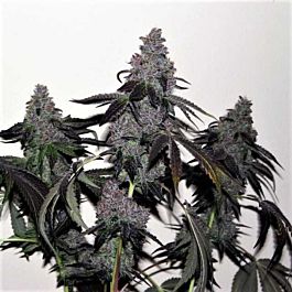 True Canna Genetics ChemValley Cooks Regular