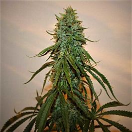 True Canna Genetics Chocolate Thainapple Regular