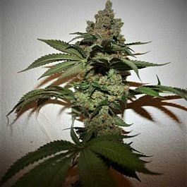True Canna Genetics Grape Gas Feminized