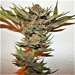 True Canna Genetics Purple Fondue Feminized