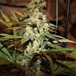 True Canna Genetics Sticky Nicky Feminized