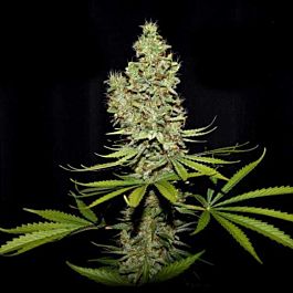 True Canna Genetics Terparella Feminized