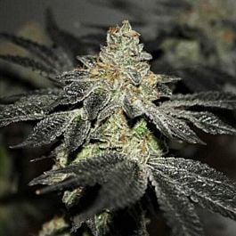 True Canna Genetics TipTop Magoo Regular