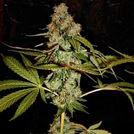 True Canna Genetics Too True Regular