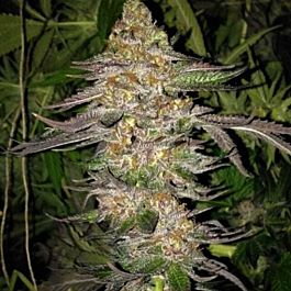 True Canna Genetics True Colours Regular
