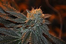 Elemental Seeds Trueberry Regular