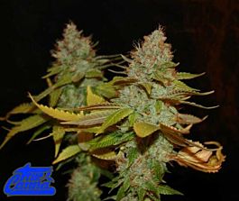 True Canna Genetics The Truth Regular