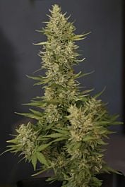Dutch Passion Tundra Autoflowering Feminised