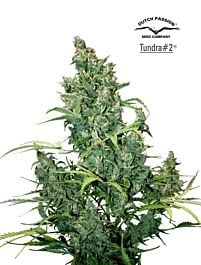 Dutch Passion Tundra #2 Autoflowering Feminised