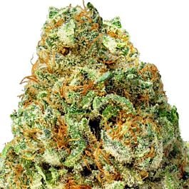 Heavyweight Seeds Turbo Bud Auto Feminized