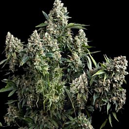 Pyramid Seeds Auto Tutankhamon Feminized