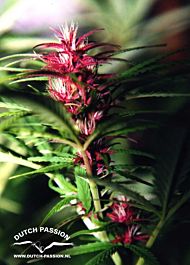 Dutch Passion Twilight Feminised