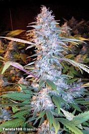 Seedism Seedbank Twista 108 Feminized