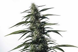 Medical Marijuana Genetics Txaki (TX-1) Feminized