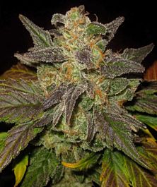Mephisto Genetics Tyrone Special Auto Feminized