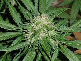 Dutch Passion AutoUltimate Feminized