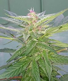 Dr Underground U-Pink Kush Feminized