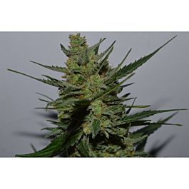 Lineage Genetics UK Blues Feminized